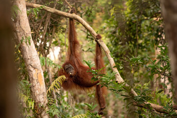 Orangutan on the tree in jungle 