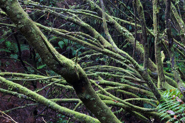 Trees in a laurel forest.