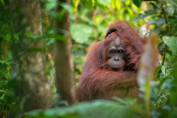 Orangutan on the tree in jungle 