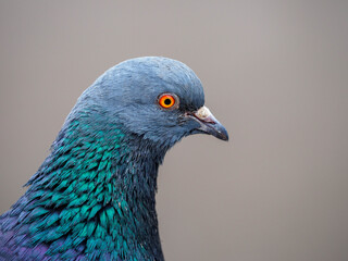 pigeon
