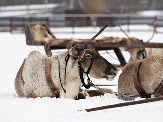 reindeer farm