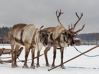 reindeer farm