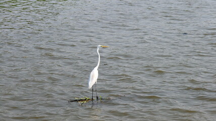 Elegant Great Egret stands in the water