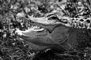 Un alligator américain au Québec