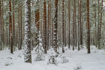 Pines covered by snow. Winter forest. Scenic landscape.