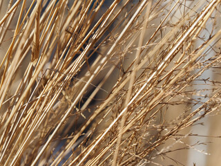 Fototapeta premium cereals dry grass