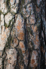 Bark of a pine tree background or texture