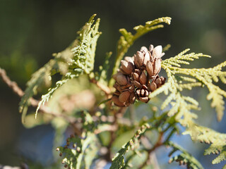 seeds on branches