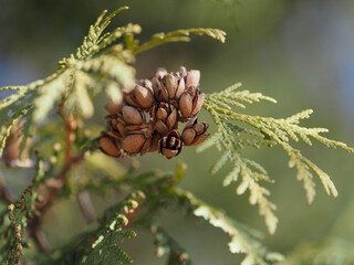 seeds on branches