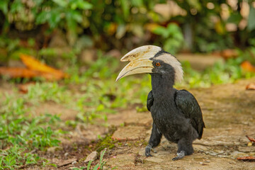 Samboja Lodge - Bukit_Bangkirai - old zoborozec
