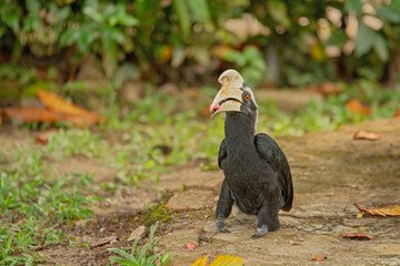 Samboja Lodge - Bukit_Bangkirai - old zoborozec