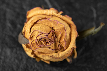 Dried rose flower on a black background