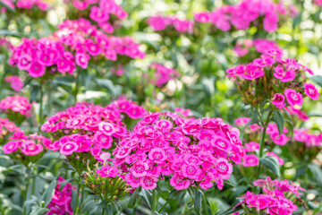Flowers background, pink dianthus.