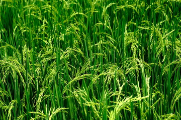 A ear of rice near the harvest.