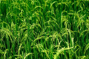A ear of rice near the harvest.