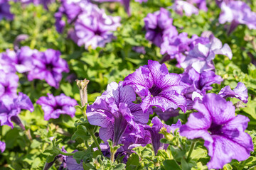 Flowers background, purple petunia.