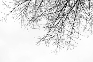 Branches in the white sky