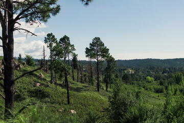 Obraz premium landscape with trees and mountains