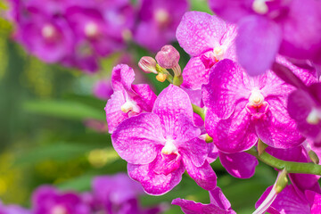 Pink orchid, Vanda, blooming flowers.