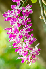Rhynchostylis gigantea orchid, purple and white.