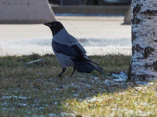crow on the ground