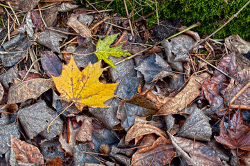 Une touche de couleur parmi les feuilles mortes
