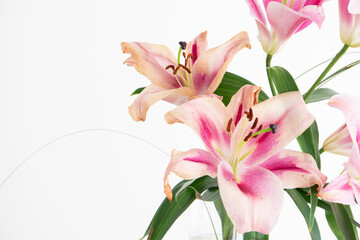 Dying pink Lilium Lily blossom flower close studio shot isolated on white