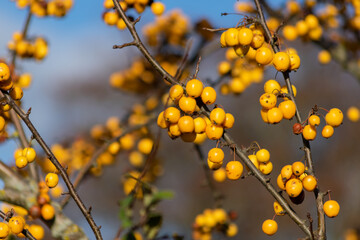 Many yellow golden crab apple berries growing against blue sky background in Oxford