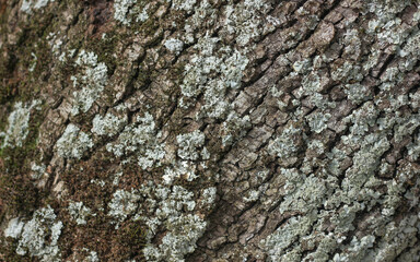 Background of tree bark, ancient pine, brown and gray color 