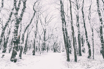 Snowy winter forest