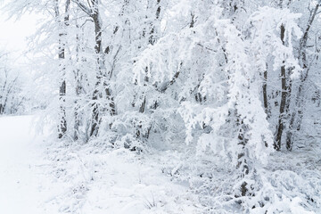 Fototapeta na wymiar Frozen bare trees covered with frost, winter scene