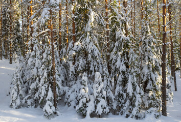 Scenic landscape of winter forest. Trees covered by snow.