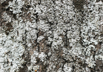 Background of tree bark, ancient pine, brown and gray color 