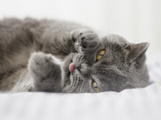 British Shorthair. Sleeping cat, koshla asleep, looks after sleep.