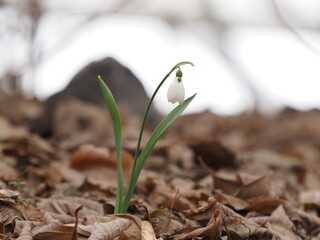 spring snowdrops