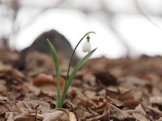 spring snowdrops