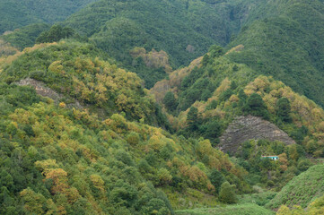 Fototapeta na wymiar Forest of sweet chestnut in a rural landscape.