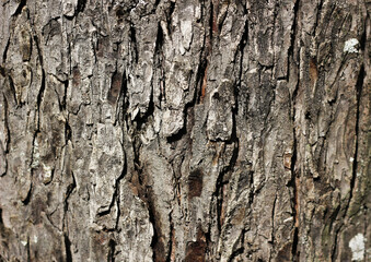 Background of tree bark, ancient pine, brown and gray color 