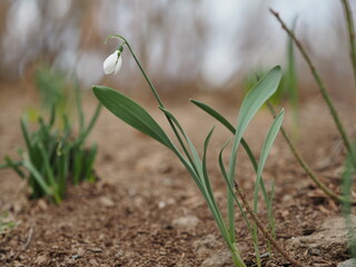 spring snowdrops
