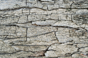 Closeup Old Wooden Pattern Texture