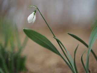 spring snowdrops