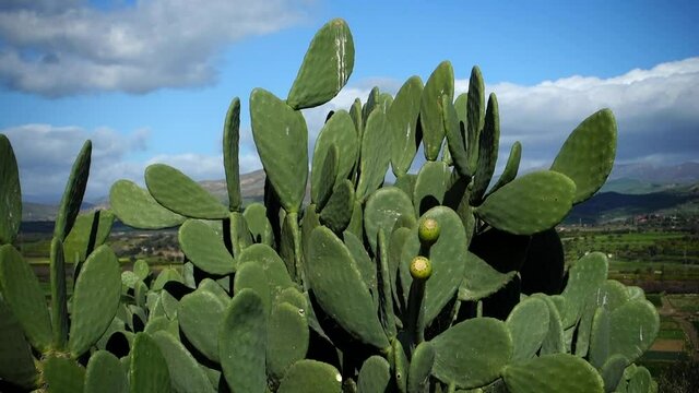 traditional food of Sicily in spring cactus prickly pear with fruits green branches swing in the wind 