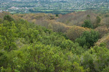Fototapeta premium Mixed forest and population in the background.