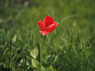 red tulips in spring