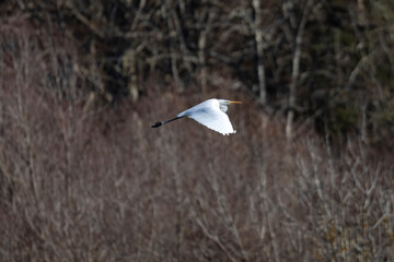 Great White Egret flying over the edge of the forest