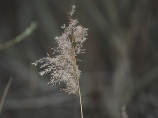 dried grass