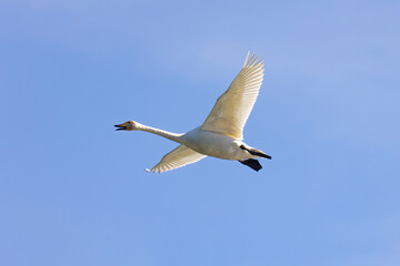 Whooper swans fly in blue sky