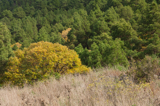 Sweet chesnut and forest of Canary Island pine.