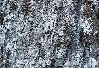 Background of tree bark, ancient pine, brown and gray color 