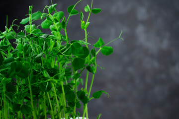 Seedlings of green peas on gray background with copy space close up